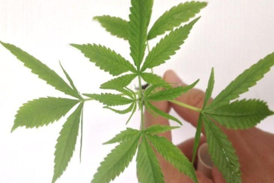 MACONHA