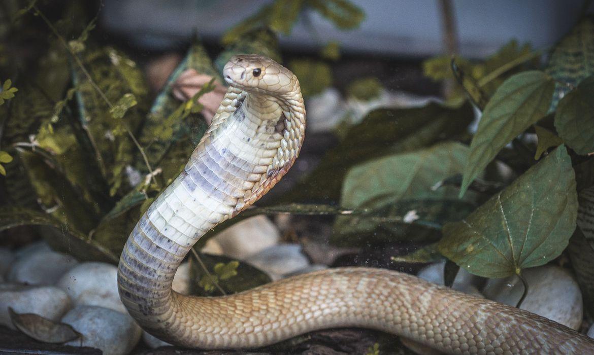 ÓI A COBRA