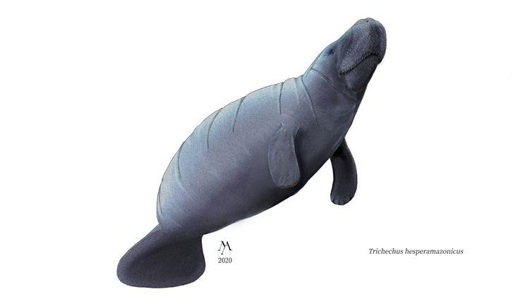 PEIXE-BOI ANTIGO