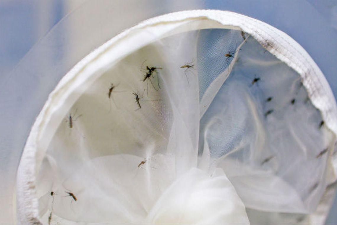 aedes dengue