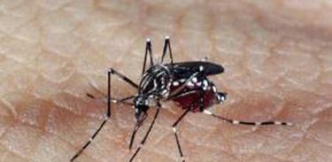 aedes_dengue_0