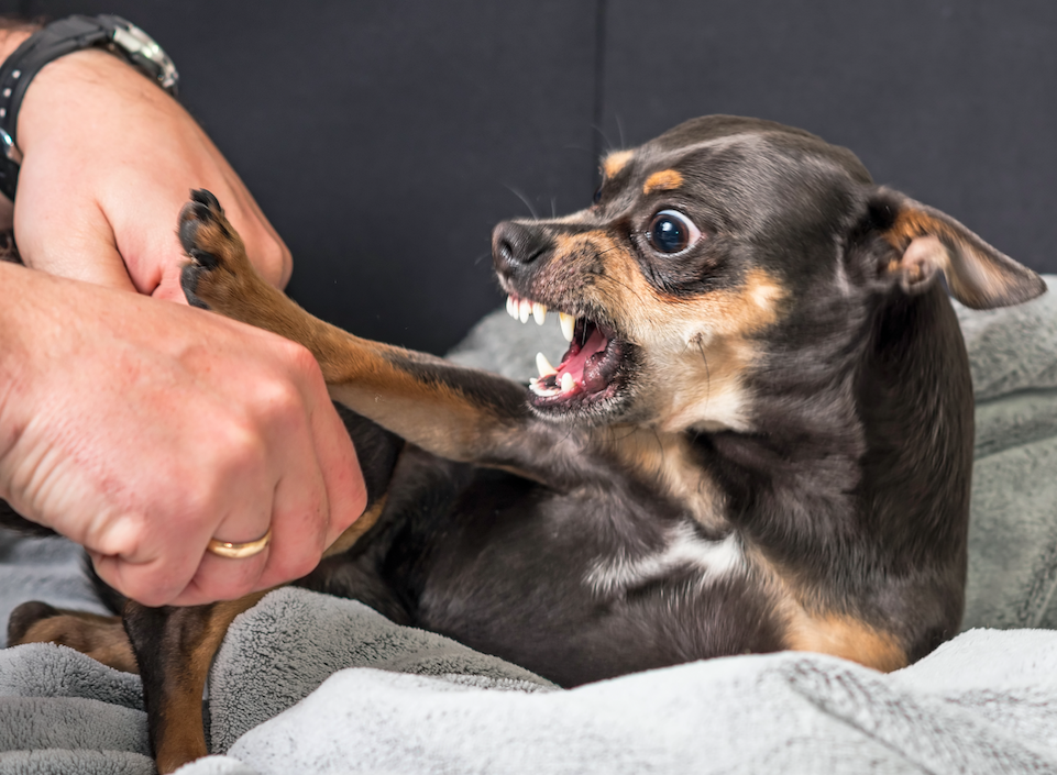 cachorro zangado (1)