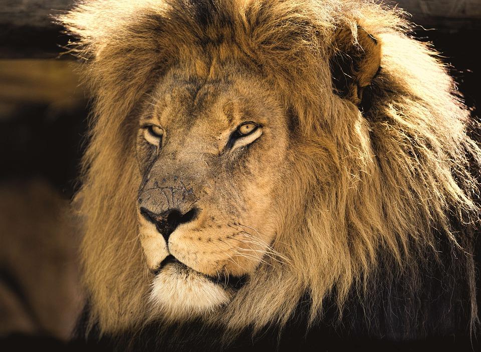 lion-2850138_960_720
