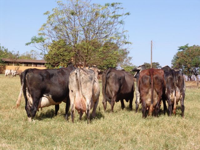 vacas-Girolando-640×480