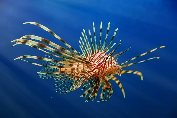 peixe-leao