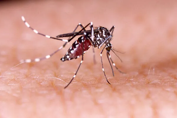 as doenças são transmitidas pelo mosquito aedes aegypti
