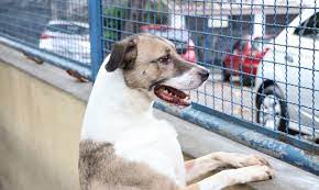 cachorro