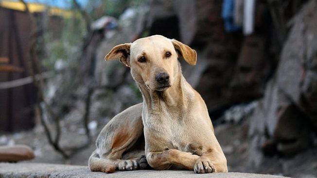 Cachorro-de-rua-652×367