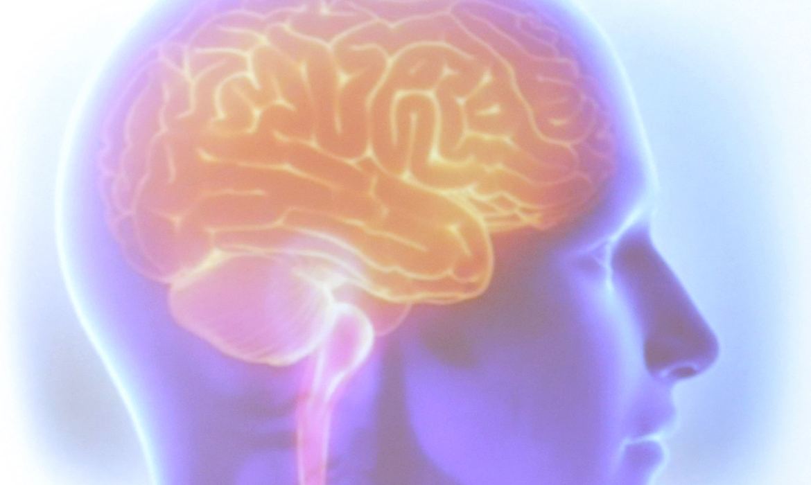 cerebro (1)
