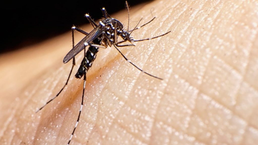 A circulação do tipo 3 da Dengue é potencialmente um risco maior de transmissão e infecção