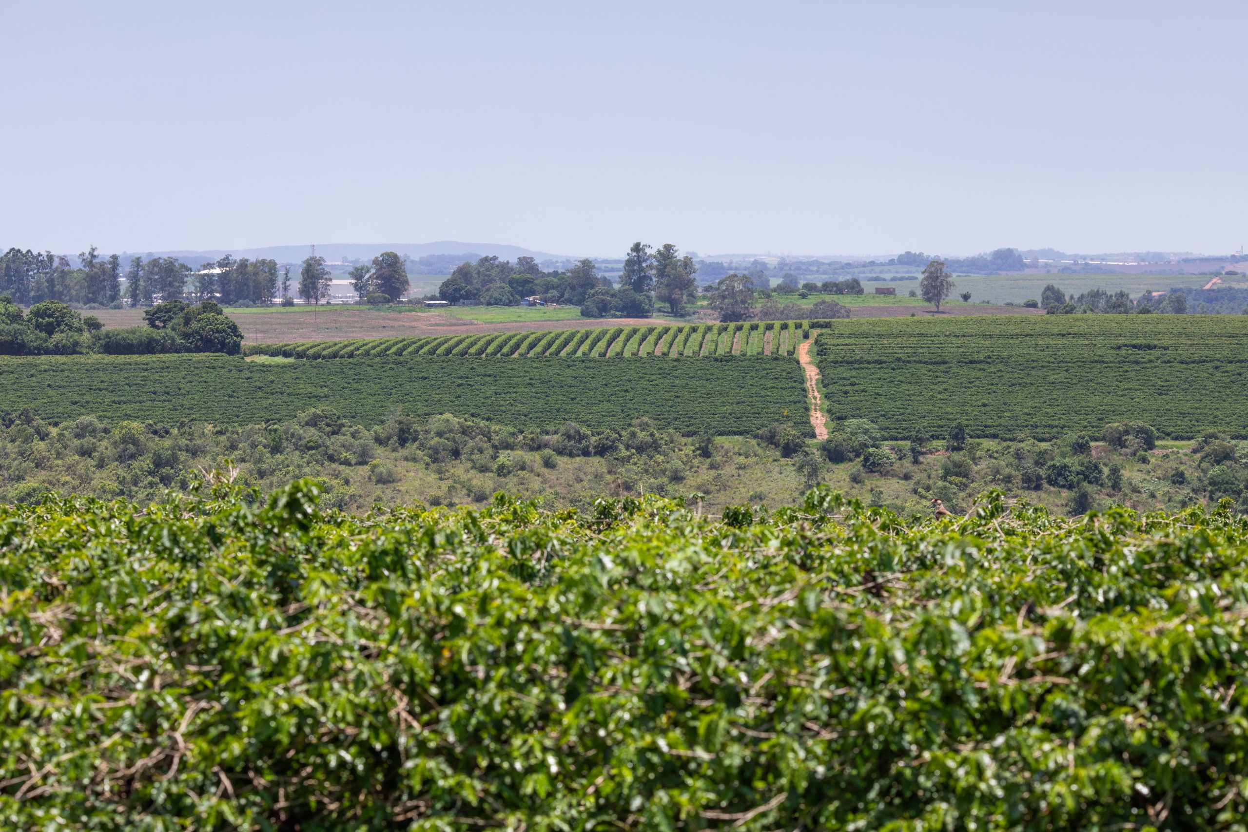 AGRO (1)