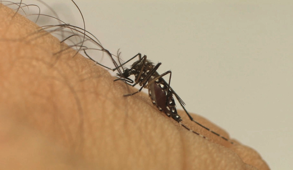 aedes_aegypti_fiocruz1-5