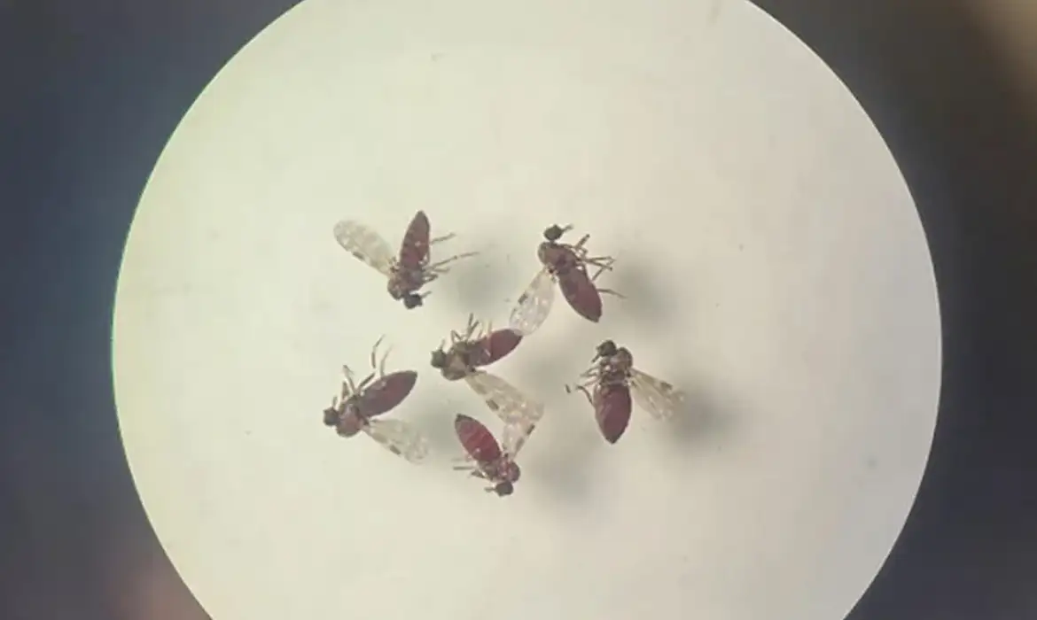 240718-mosquito-culicoides-paraensis1-800x600_0