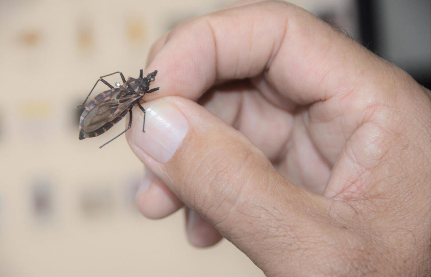 sesau-orienta-como-se-prevenir-diagnosticar-e-tratar-a-doenca-de-chagas-1536×1017