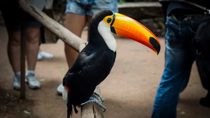 tucano-animal-silvestre-848×477-1